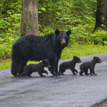Highland Dream, Hot Tub, 1089 Free Tickets Each Paid Day, Dollywood And More セバービル エクステリア 写真